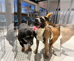 Small #35 Boxer Mix