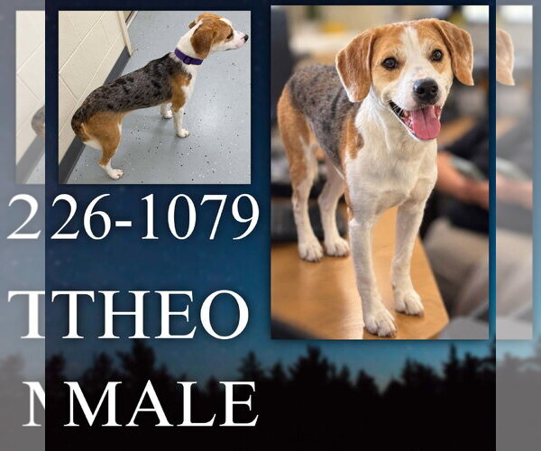 Medium Photo #1 Australian Shepherd-Beagle Mix Puppy For Sale in Georgetown, KY, USA
