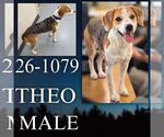 Theo - Male Australian Shepherd-Beagle Mix Dog for Adoption - Small photo