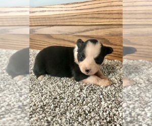 Australian Shepherd Puppy for sale in LODA, IL, USA