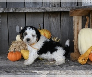 Bernedoodle (Miniature) Puppy for sale in MILLERSBURG, OH, USA