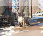 Small #3 American Bully