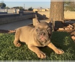 Small #8 French Bulldog