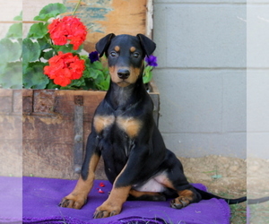 Doberman Pinscher Puppy for sale in QUARRYVILLE, PA, USA