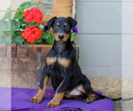 Small Photo #1 Doberman Pinscher Puppy For Sale in QUARRYVILLE, PA, USA