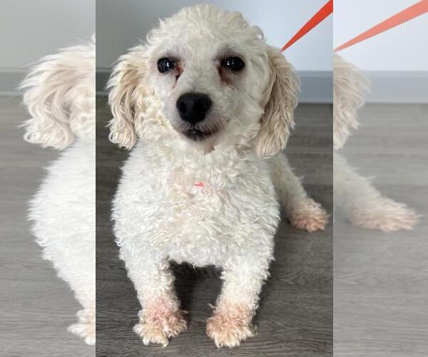 Medium Photo #2 Poodle (Miniature) Puppy For Sale in Westminster, MD, USA