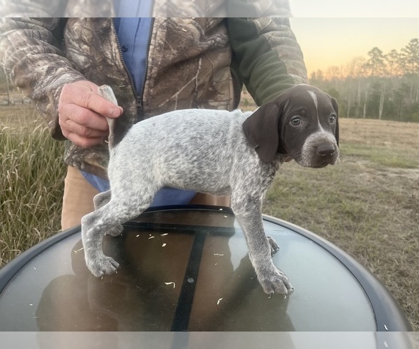 Medium Photo #18 German Shorthaired Pointer Puppy For Sale in LUCEDALE, MS, USA