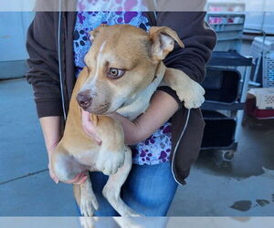 Mutt Dogs for adoption in Oroville, CA, USA