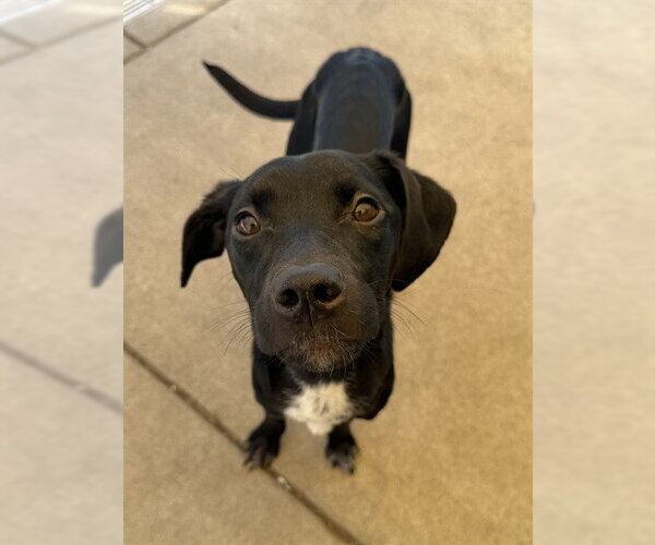 Medium Photo #1 Mutt Puppy For Sale in Sacramento, CA, USA