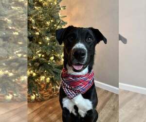 Mutt Dogs for adoption in Abbeville, LA, USA