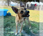 Small #2 Rat Terrier Mix