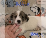 Small #14 Chizer