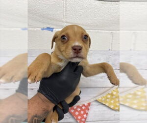 Mutt Dogs for adoption in San Bernardino, CA, USA