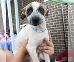 Small #3 Mutt