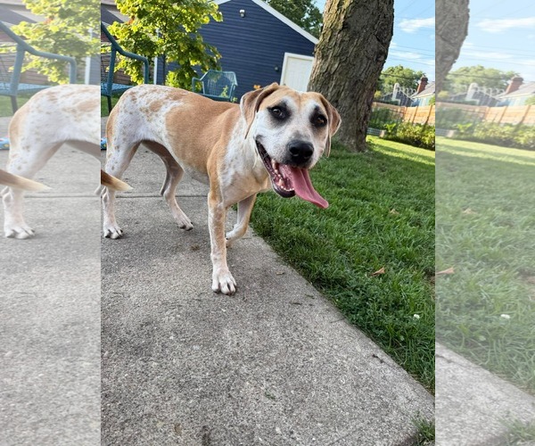 Medium Photo #2 Mutt Puppy For Sale in Germantown, OH, USA