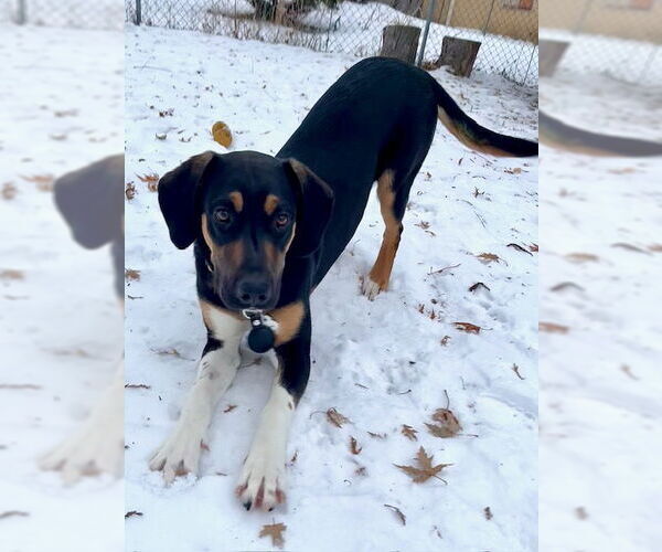 Medium Photo #1 Mutt Puppy For Sale in Minneapolis, MN, USA