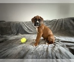 Small Photo #51 Boxer Puppy For Sale in WEST COLUMBIA, SC, USA