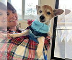 Small #2 Chihuahua Mix