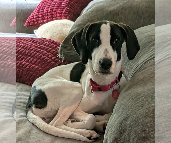 Medium Photo #3 Mutt Puppy For Sale in Wakefield, RI, USA