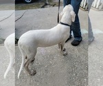 Small Photo #4 Dogo Argentino Puppy For Sale in MULBERRY, FL, USA