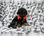 Small #3 Cavapoo (Miniature)