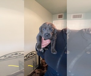 Labrador Retriever Puppy for sale in KEARNY, AZ, USA