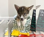Puppy Theo Pomsky-Shiba Inu Mix