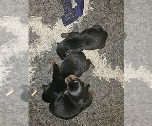 Rottweiler Puppy for sale in SILOAM SPRINGS, AR, USA