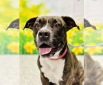 Small #1 American Pit Bull Terrier Mix
