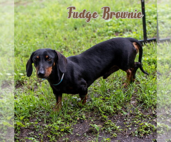 Medium Photo #10 Dachshund Puppy For Sale in San Antonio, TX, USA