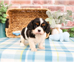 Small Cavalier King Charles Spaniel