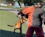 Small Photo #13 Belgian Malinois Puppy For Sale in COLTON, CA, USA