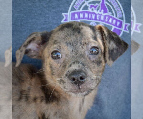 Medium Photo #2 Australian Shepherd-Unknown Mix Puppy For Sale in Huntley, IL, USA