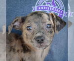 Small #1 Australian Shepherd Mix