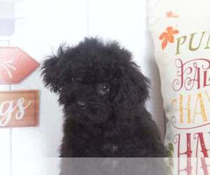 Poodle (Toy) Puppy for sale in BEL AIR, MD, USA