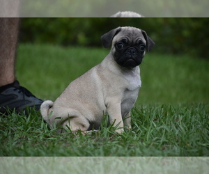 Pug Puppy for sale in PALM COAST, FL, USA