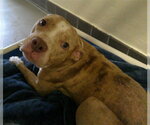 Small Catahoula Leopard Dog Mix