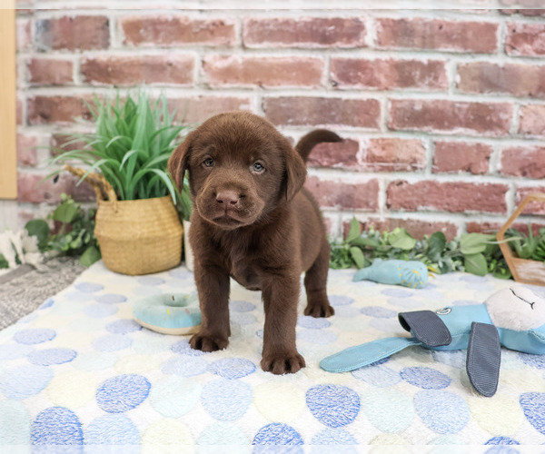 Medium Photo #6 Labrador Retriever Puppy For Sale in SYRACUSE, IN, USA