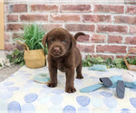 Small #5 Labrador Retriever