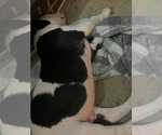 Small #4 American Bulldog