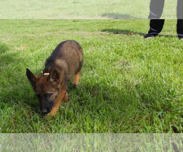Medium Photo #2 German Shepherd Dog Puppy For Sale in Holly Hill, SC, USA