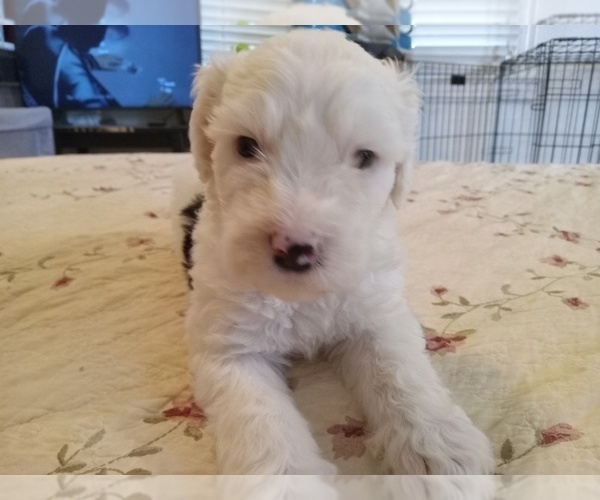Medium Photo #2 Sheepadoodle Puppy For Sale in WARSAW, VA, USA