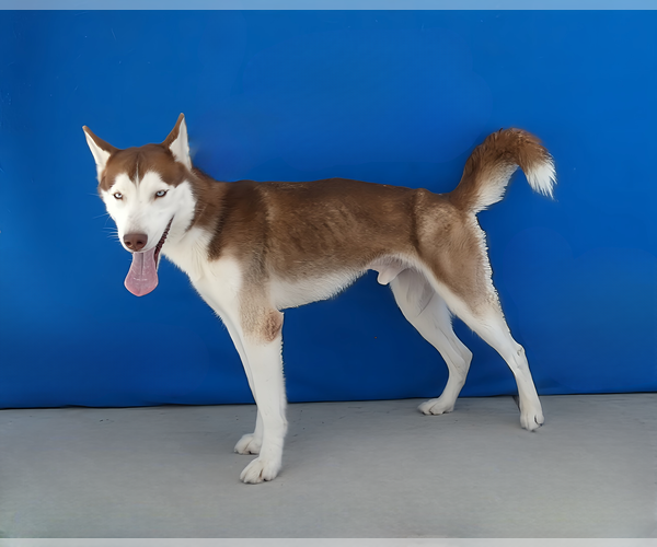 Medium Photo #2 Siberian Husky Puppy For Sale in Pasadena, CA, USA