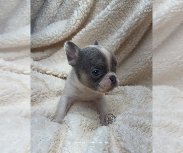 Medium Photo #3 French Bulldog Puppy For Sale in SACRAMENTO, CA, USA