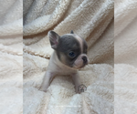 Small #2 French Bulldog