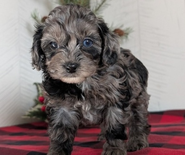 Medium Photo #6 Cockapoo (Miniature) Puppy For Sale in GOSHEN, IN, USA
