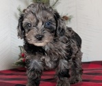 Small #5 Cockapoo (Miniature)