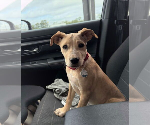Medium Photo #1 American Pit Bull Terrier-Unknown Mix Puppy For Sale in MECHANICSBURG, PA, USA