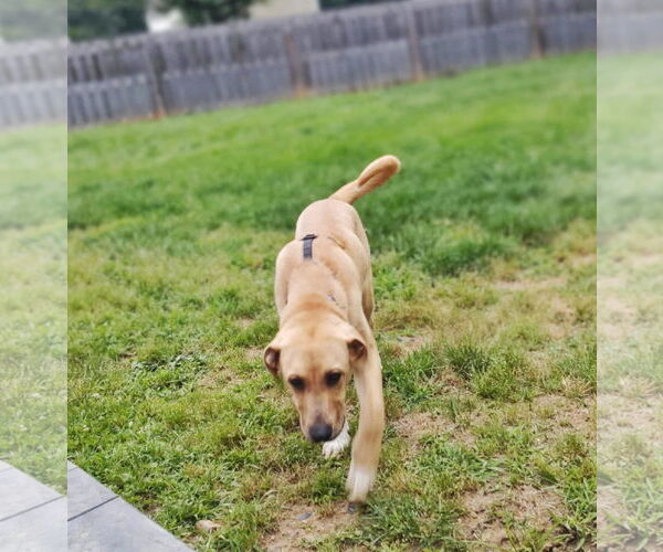 Medium Photo #4 Anatolian Shepherd-Labrador Retriever Mix Puppy For Sale in Fultonham, NY, USA