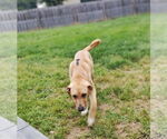 Small #3 Anatolian Shepherd-Labrador Retriever Mix